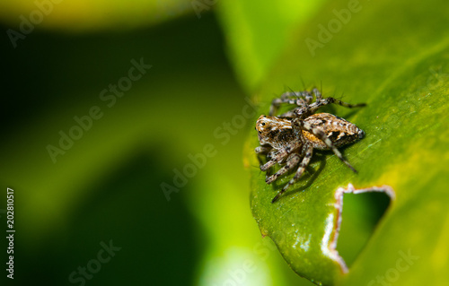 A Close Up of a Jumping Spider on a Leaf