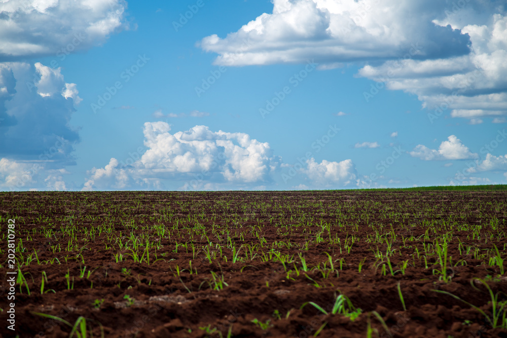 Sugar cane sunset plantation beautiful irrigation