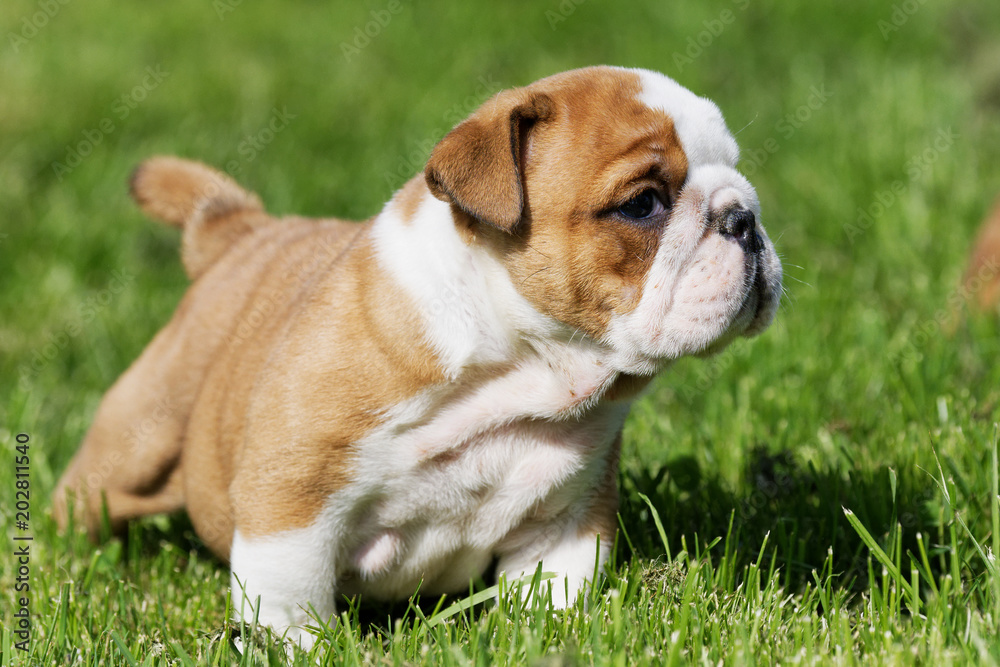 Portrait of the english bulldog outdoo Portrait of the english bulldog outdoo