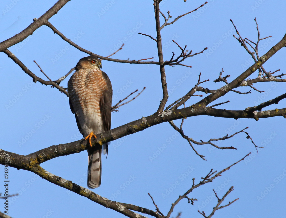 Fotografie A Cooper's hawk (Accipiter cooperii) perched in a tree