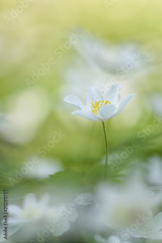 Wood anemone - Anemone nemorosa