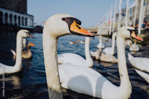 Swan head close up on Alster lake near the Town Hall. Hamburg, Germany