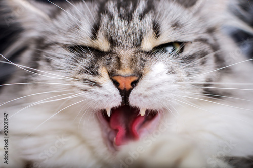 angry gray cat close-up shows his fangs