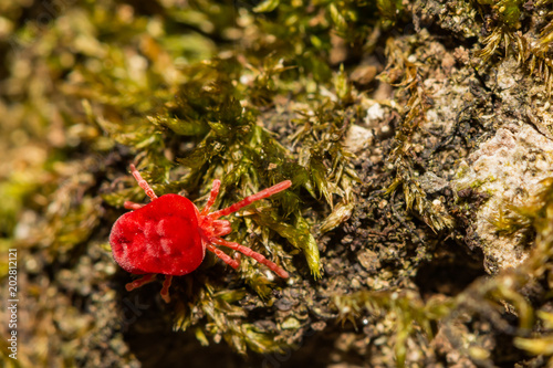 Red Velvet Mite (Trombidium holosericeum)
