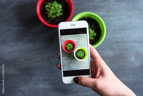 woman takes pictures of basil sprouts in a pot on a smartphone