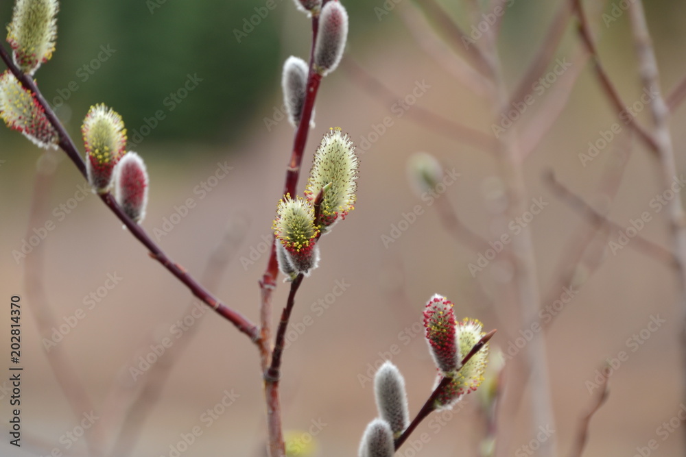 Pussy Willow Budding Out Pussy Willow Budding Out