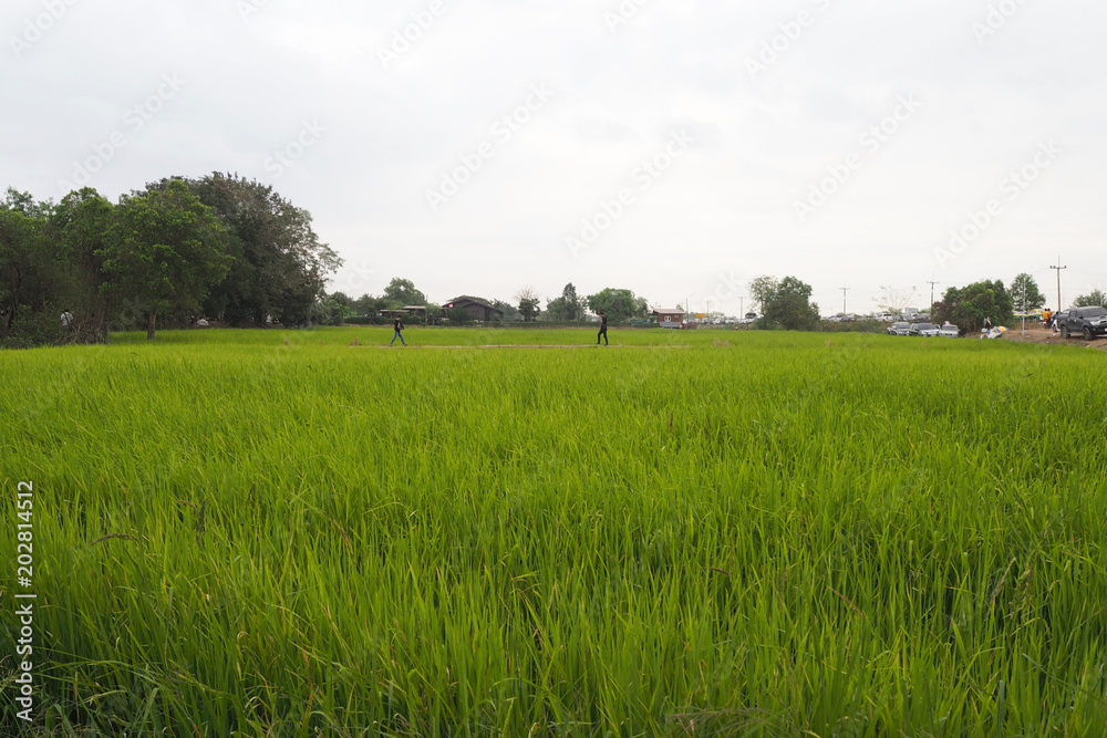 The green rice field look so nice and beautyful