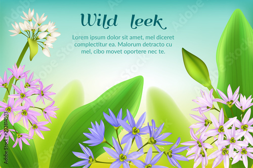 Poster allium tricoccum, ramp, ramps, spring onion, ramson, wild leek, wood leek, and wild garlic. Vector illustration.