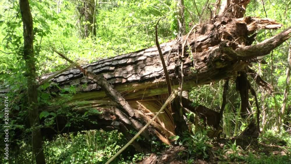 Georgia, Vickery Creek, A hugh broken tree along Vickery Creek and the hiking path Georgia, Vickery Creek, A hugh broken tree along Vickery Creek and the hiking path