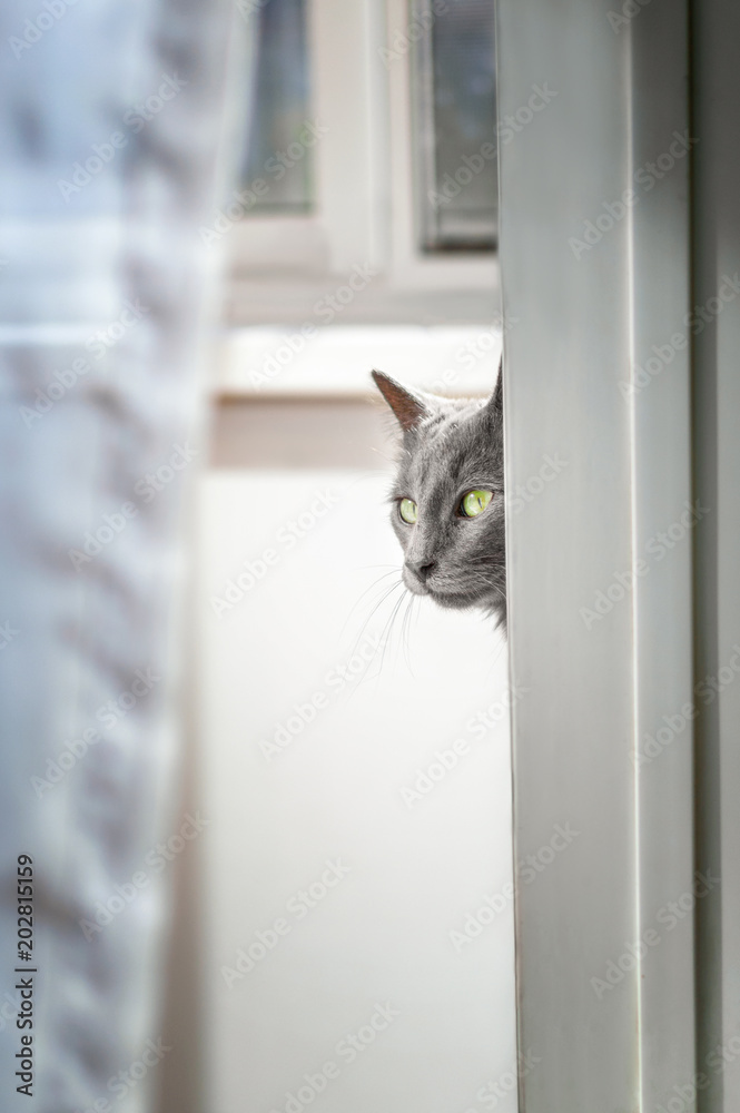 gray cat is looking from behind the door
