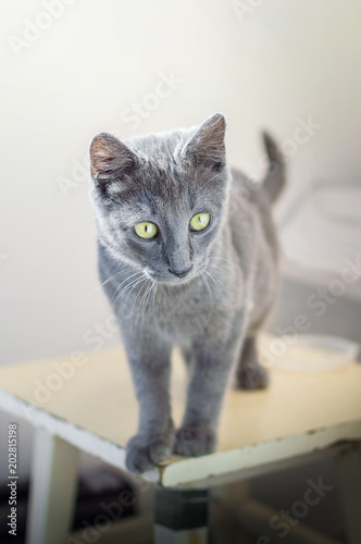 gray cat animal cute kitten