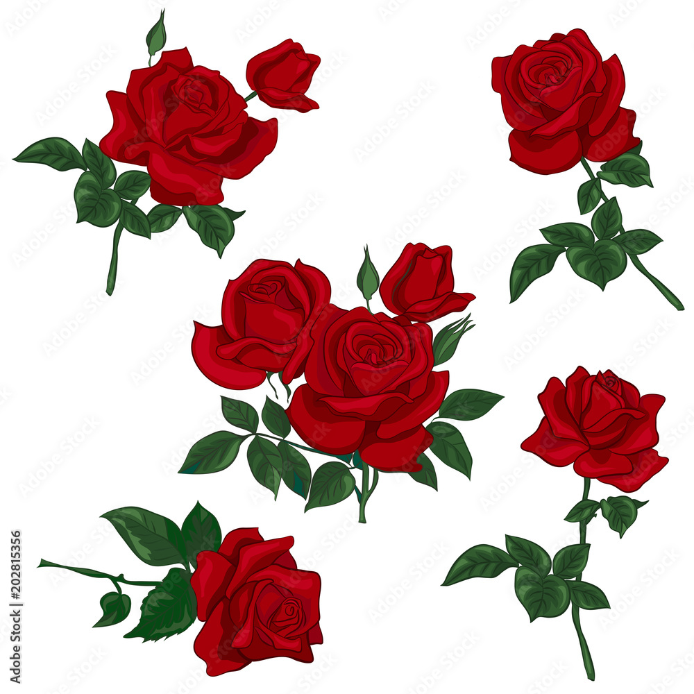 Fototapeta premium Set red rose