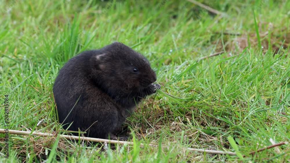 European water vole or northern water vole (Arvicola amphibius) eating on a grass bank