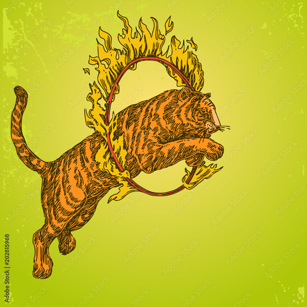 praktijk Getuigen Huisdieren Vintage color background. Circus tiger jumping through a ring of fire.  Engraving style. Vector illustration. Stock Vector | Adobe Stock