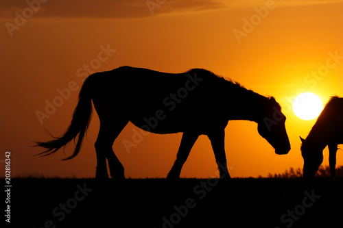 Silhouette of two horses on sunset