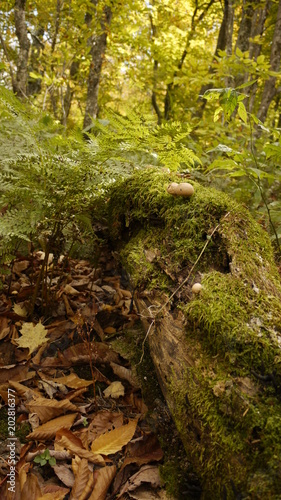 Where the green grows