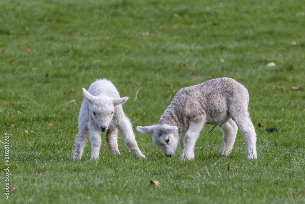 Spring lambs (Ovis aries) playing