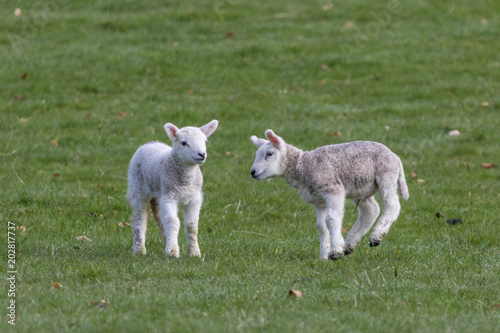 Spring lambs (Ovis aries) playing
