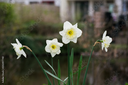 White Daffodil Narcis Flower Yellow Blooming Outside Plant Spring photo