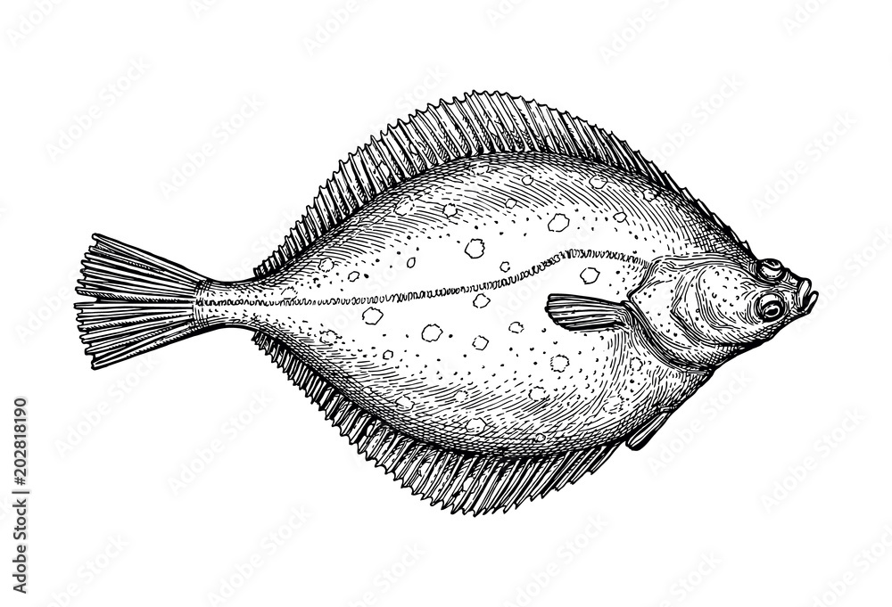 Obraz premium Ink sketch of flounder.