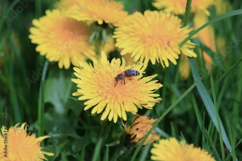 Biene im Godrausch  Biene auf dem L  wenzahn mit gelben Pollen bedeckt.