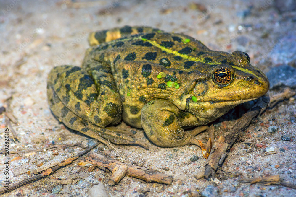 The green frog sits on the ground. The swamp. Nature. The green frog sits on the ground. The swamp. Nature.