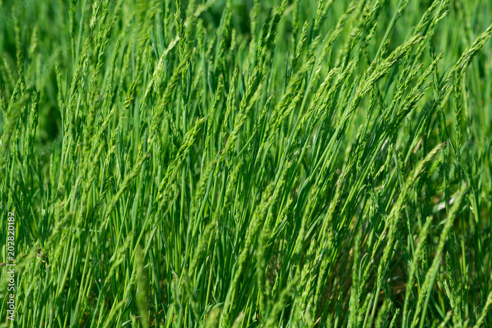 Fresh green grass on the lawn