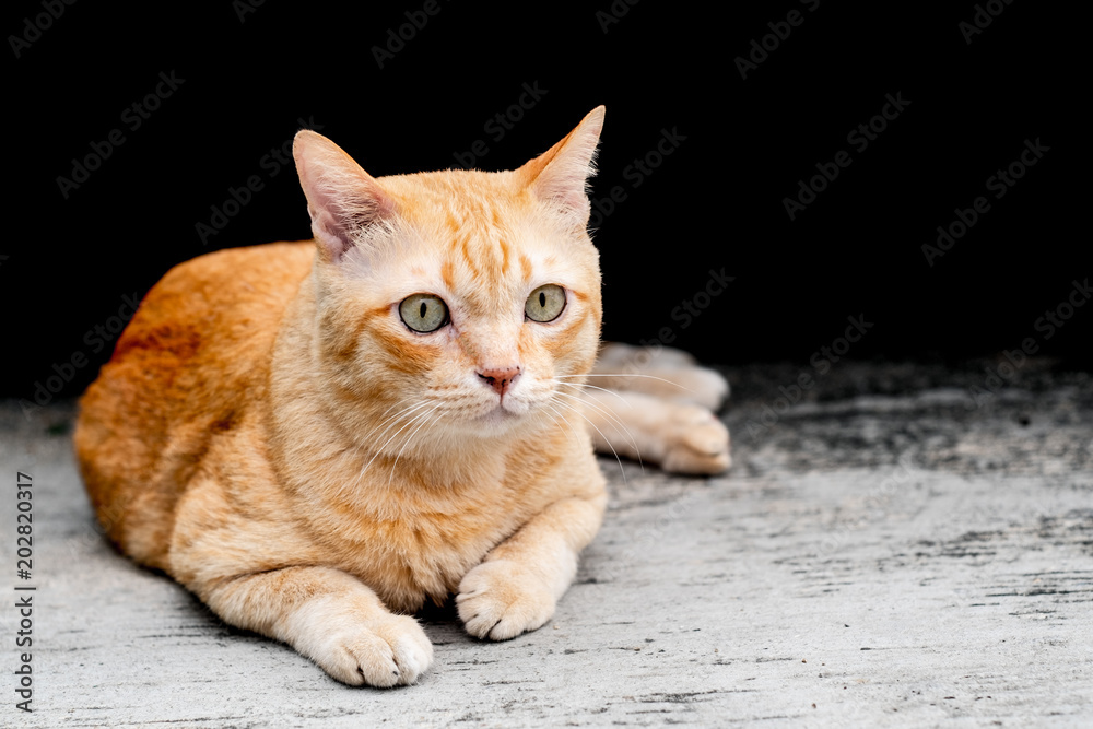 The orange tabby cat.