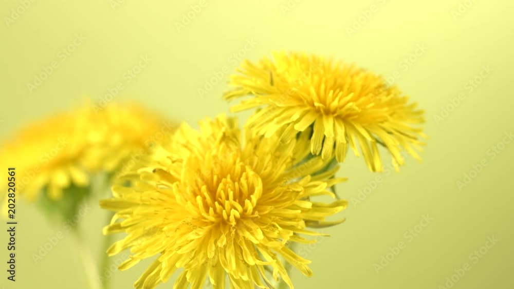 Dandelion. Blooming dandelions extreme closeup. Spring scene. Opening flowers time lapse. 4K UHD video 3840X2160