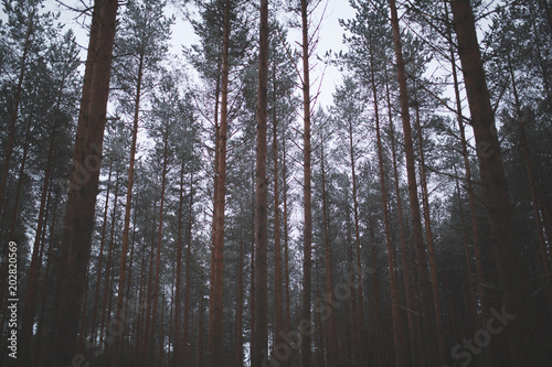 bosque de   rboles en finlandia 