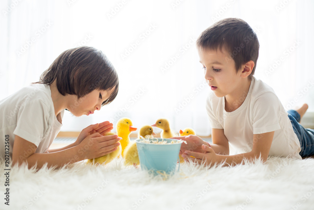 Cute little children, boy brothers, playing with duckling springtime Cute little children, boy brothers, playing with duckling springtime
