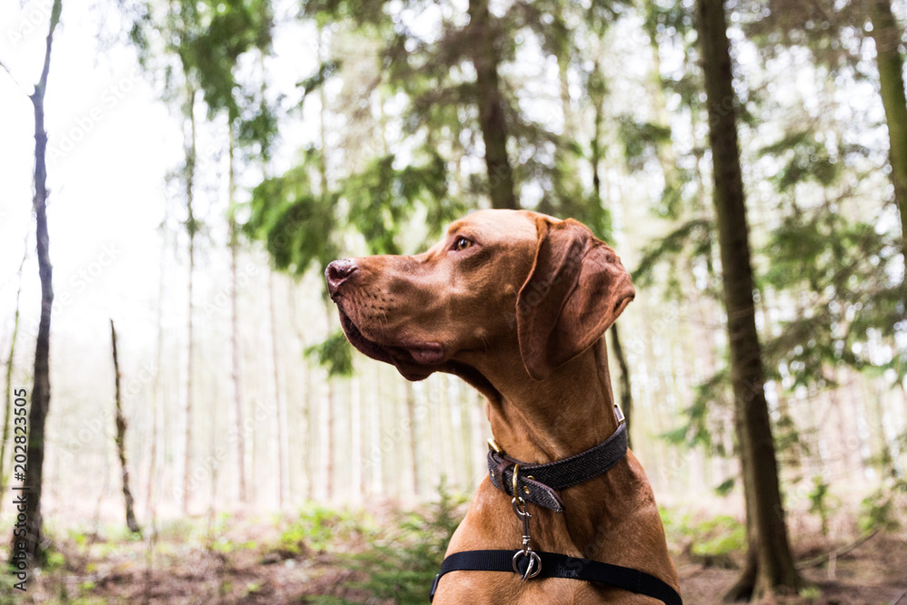 Male hungarian Vizsla