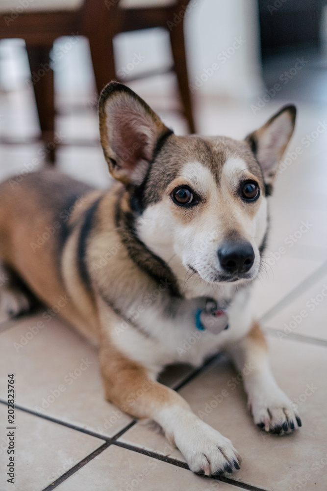 Portrait of corgi mix dog Stock | Adobe Stock