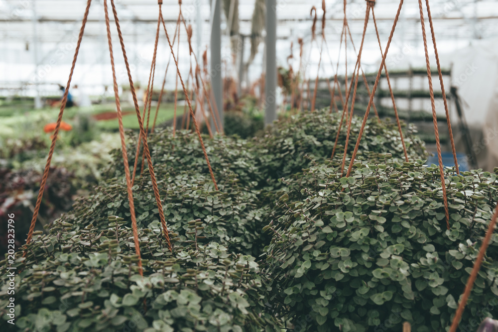 Φωτογραφία Modern greenhouse or hothouse, cultivation and growth seeds of ornamental plants