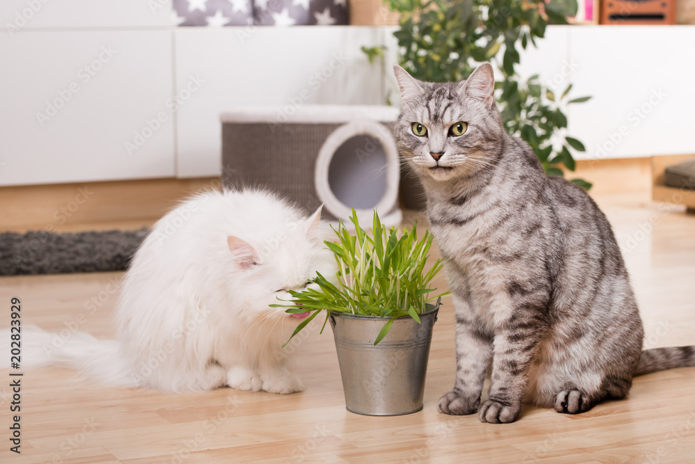 Fotografie Katzen mit Katzengras in der Wohnung