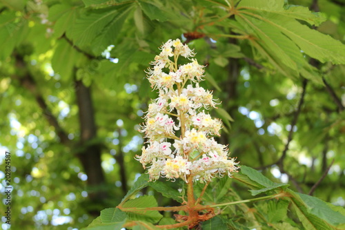  Blossom of horse chestnut