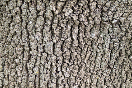 The bark of the tree, background and the wooden bark, background for text, bark texture