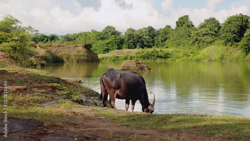 back view of buffalo drinking water from a pond back view of buffalo drinking water from a pond