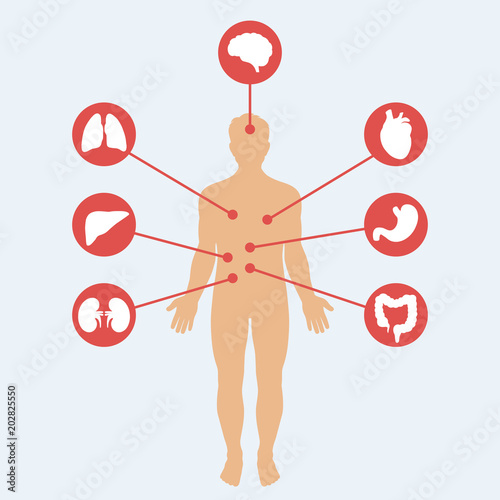 Human body internal organs schema flat infographic poster with icons  location and definitions