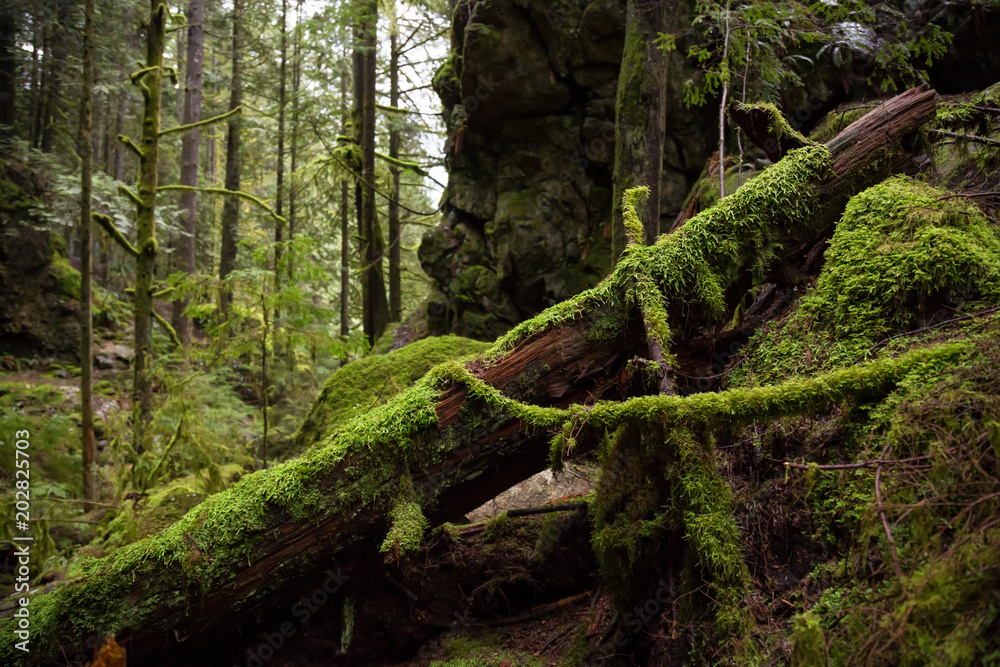Beautiful forest scenery in Lynn Valley Canyon. Taken in North Vancouver, British Columbia, Canada. Beautiful forest scenery in Lynn Valley Canyon. Taken in North Vancouver, British Columbia, Canada.