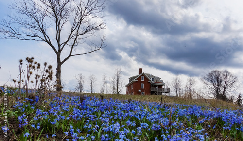 signs of early spring with field of blue scilla flowers on hillside below an old brick farmhouse under a cloudy sky