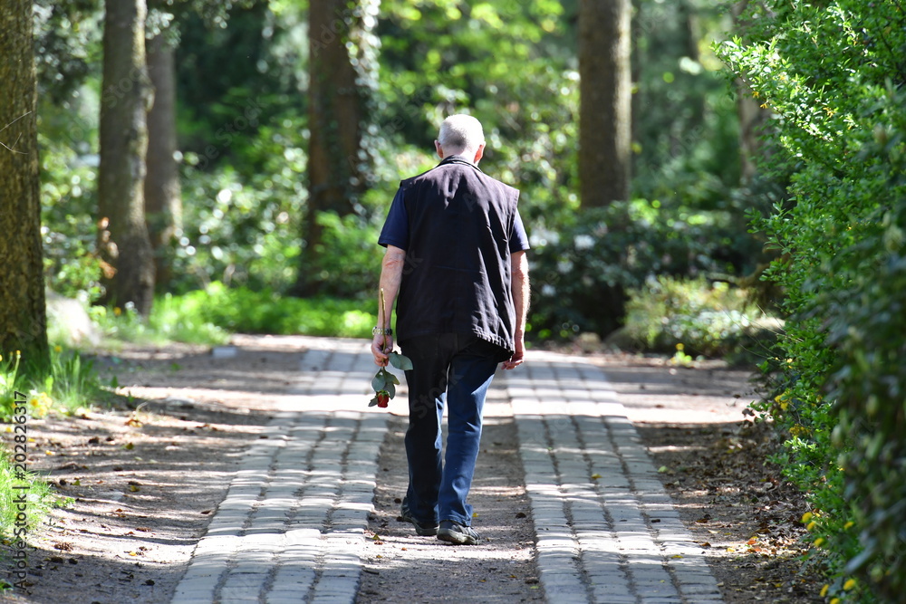 A grieving man with a rose in his hand on his way to the tomb of a beloved familiy member