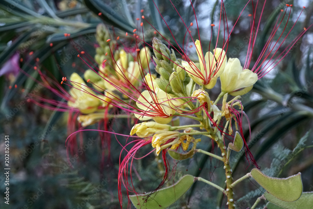Fototapeta premium Paradiesvogelbusch (Caesalpinia gilliesii), Paradiesvogelstrauch