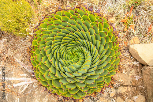Spiral Aloe - Lesotho traditional plant