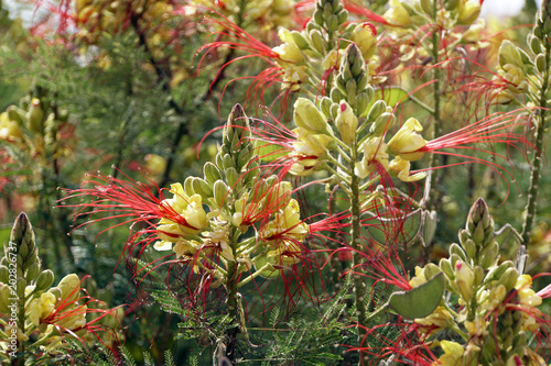 Paradiesvogelbusch (Caesalpinia gilliesii), Paradiesvogelstrauch photo