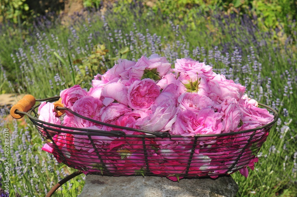Strauchrose Rosa Rose de Resht in Korb im Lavendelbeet Stock Photo | Adobe  Stock