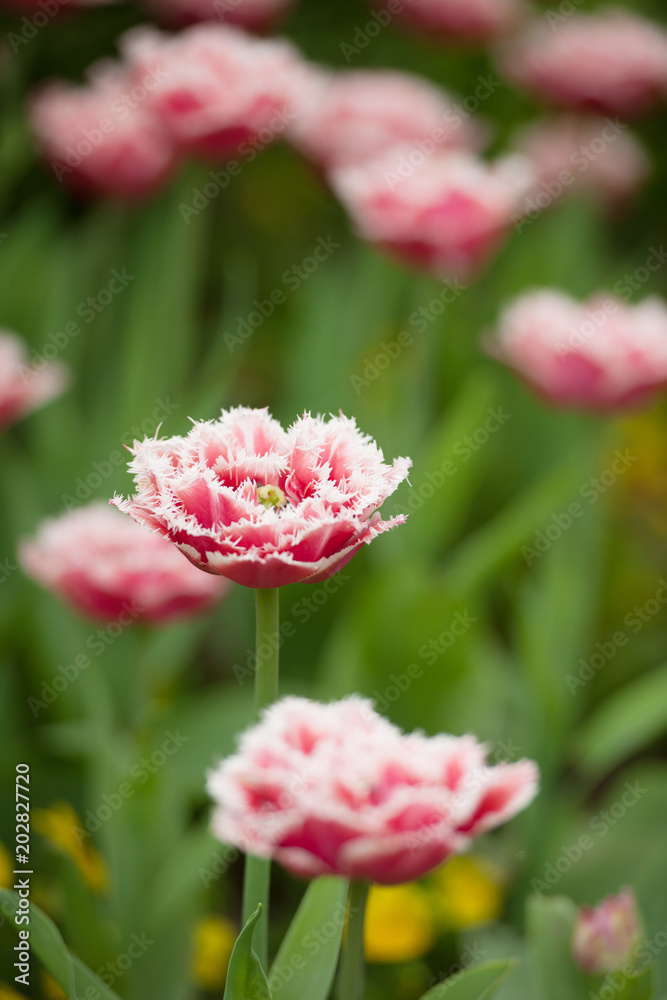 Tulips blooming in a garden in botany park in early spring Tulips blooming in a garden in botany park in early spring