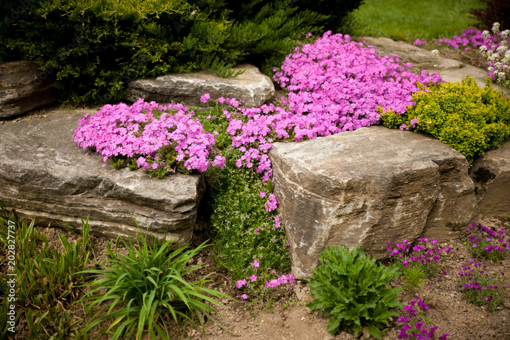 Фотография Flowering rock garden in spring