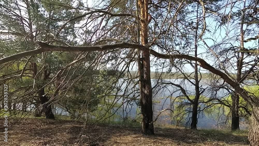 Belarus. Spring. forest with young greenery in April. Belarus. Spring. forest with young greenery in April.