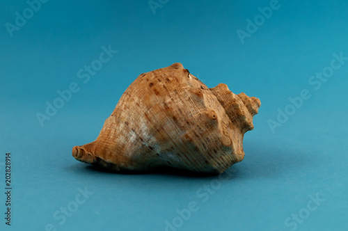 Shell of a sea animal with chitinous outgrowths in the form of a spiral on a blue background.